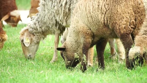 Schafherde weidet auf einem grünen Sommerfeld, nur wenige schwarze, braune und weiße Schafe fressen