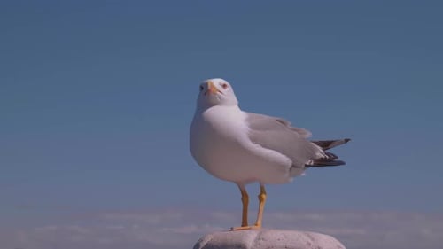 eine sehr schöne, grau-weiße Möwe, die ruht