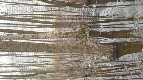 the Reflection of Trees on the Water in the Pool in Park Trees Trunks in Water