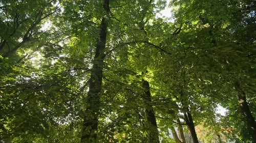 The Camera Moves Forward Looking Up Sunbeams Flash Through Tree Leaves