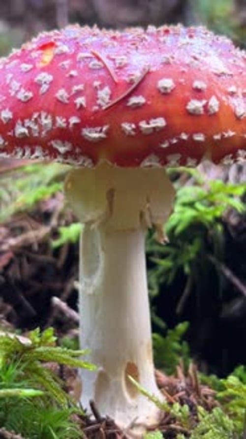 Fly Agaric Mushroom Growing in Forest