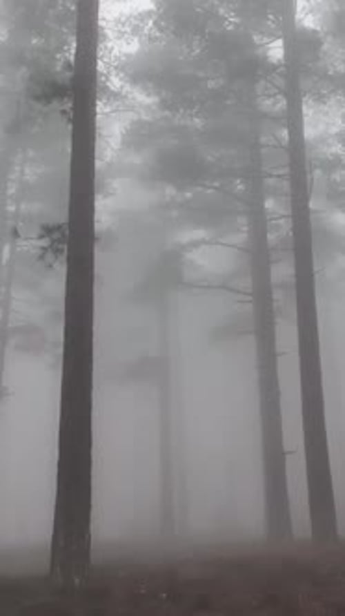 Vertical Video Misty Forest Flight Between Trees in the Foggy Forest