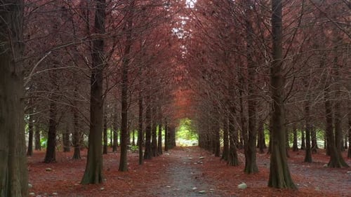 Cinematic low flyover above a tranquil forest path lined with Bald Cypress trees, under a natural ca
