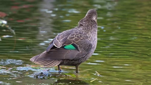 Pacific black duck (anas superciliosa) standing in the pond, preening, grooming and cleaning the plu