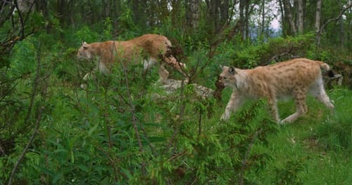 Camera Follows Two European Lynx Walking in the Forest