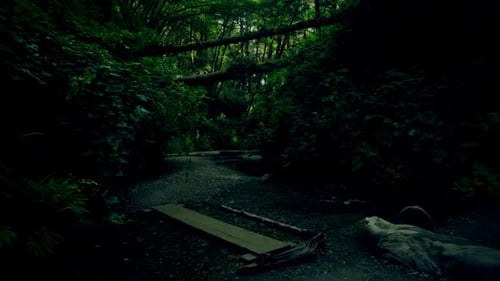 Scary Morning in the Forest, Horror Scene, Mystical Trees, Dark Shadows
