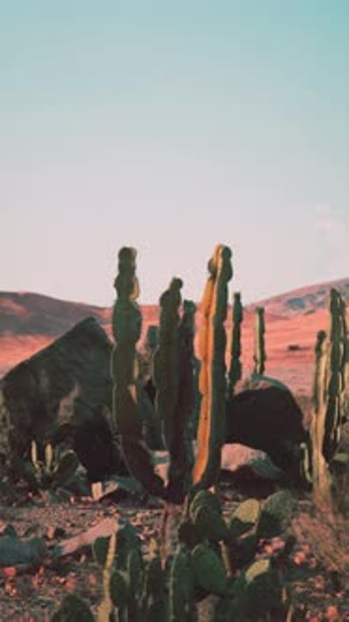 Large Group of Cactus Plants in Monument Valley Desert