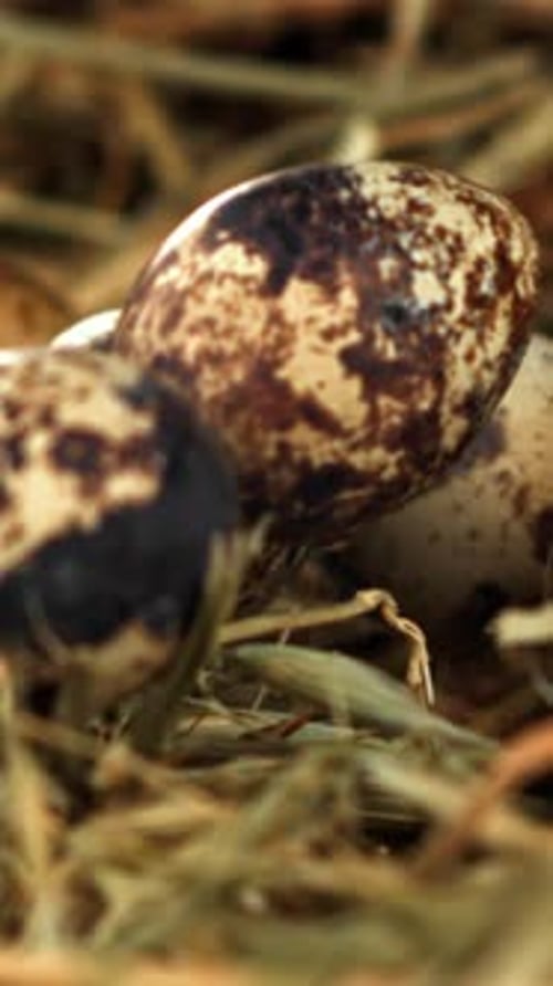 Quail Eggs Fall on Hay Filmed on a Highspeed Camera at 1000 Fps