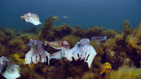 Giant Australian Cuttlefish Sepia apama Migration Whyalla South ...