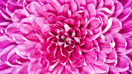 Red Chrysanthemum Flower Moving Petals While Blooming in Time Lapse Close Up