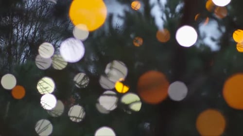 string of Christmas lights in the forest, out of focus in the spruce branches
