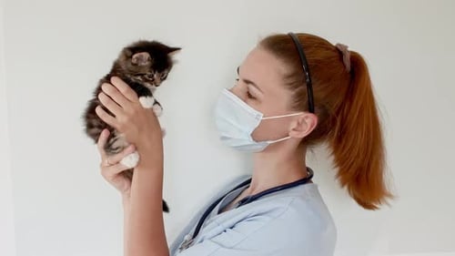 Veterinarian Holding Small Kitten Indoors