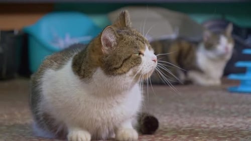 Close view of a lovely cat sitting and looking at things.