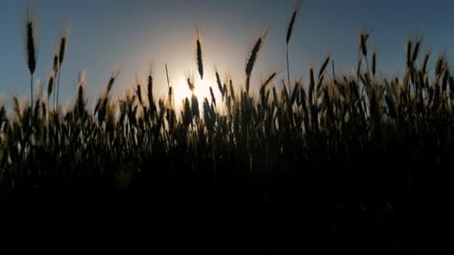 Close up shot of a yellow wheat field moving at golden light sunset on farmland field.
