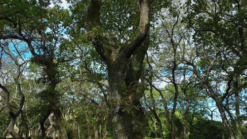Old Trees With Barks Covered With Moss In Carballeira Municipal de Baio, A Coruna, Spain. Low Angle