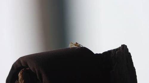 Spider in wind - web - Eyes .