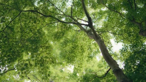 Looking up the green leaves of trees in a forest