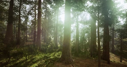 Sunlight Filters Through Tall Trees in a Serene Forest Environment