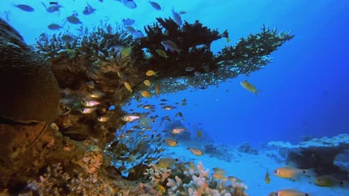 Coral Reef Fish Underwater Life