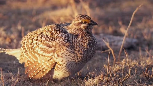 Dramatic golden hour plumage on male Sharp-tail Grouse on prairie lek