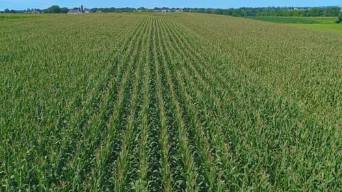 Aerial View of Traveling Along Rows of Green Corn Fields on a Sunny Summer Day