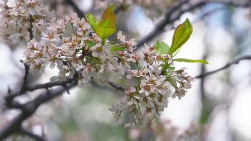 Close up of a fruit tree blooming with white flowers