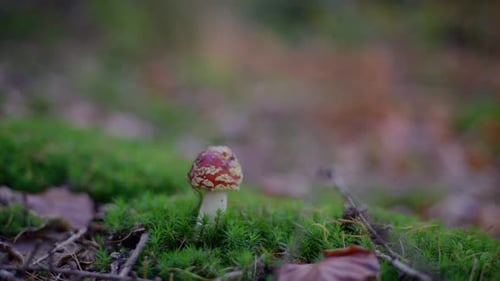 A single red and white mushroom stands on lush green moss in a serene forest clearing