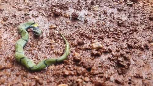 Le serpent herbacé indien, ou quille verte (Macropisthodon), est une espèce de serpent non venimeuse, avec