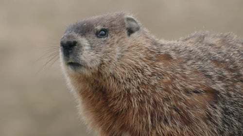 Wild Marmot In Its Natural Environment - close up