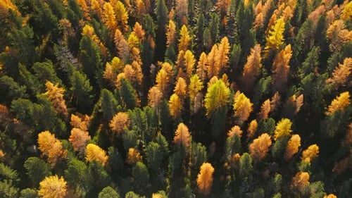 Foliage change in forest with yellow and evergreen trees during autumn
