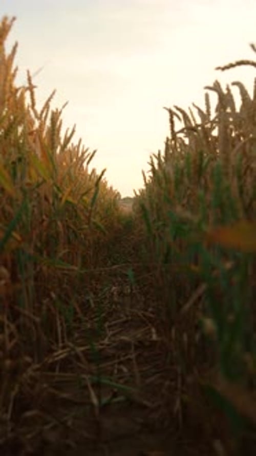 Camera Moves Between Rows of Golden Wheat Field with Ripe Crop Ears Waving Swaying in Wind Yellow