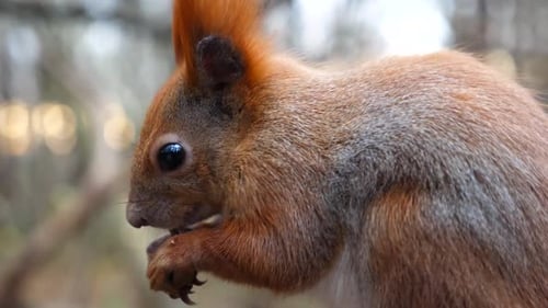 Close Up of Wild Fluffy Squirrel Eating Found Walnuts at Autumn Park Cute Brown Rodent Gnawing Nuts