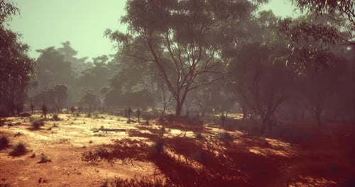Vast Australian Outback with Trees Casting Long Shadows During Dusk