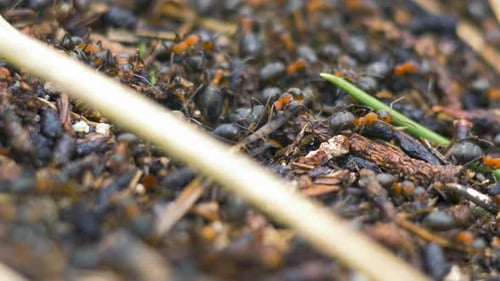 Rote Ameisen (Formica rufa) bewegen sich auf dem Nest, Ameisenhaufen mit roten Waldameisen im Frühling, Arbeit und Leben der Ameise