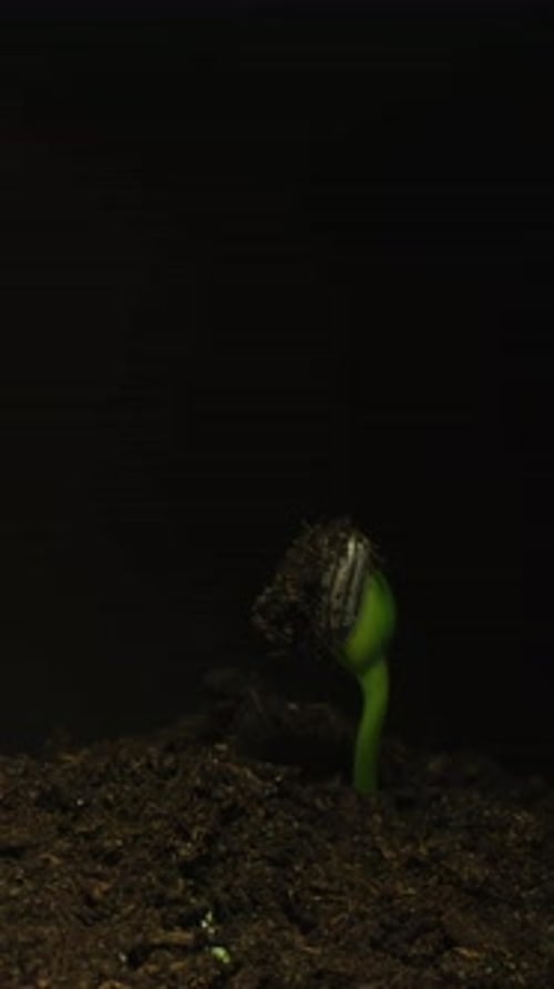 Plant Growing From Soil in Time-Lapse