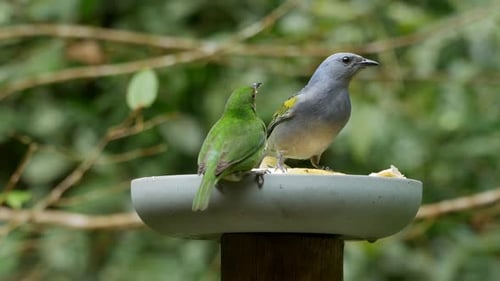 Angry Bird ahuyenta a otros pájaros del comedero
