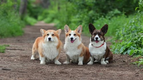 Welsh Corgi Breed Dogs in the Park