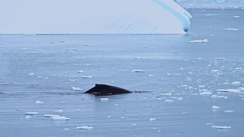 Humpback Whales in Antarctica, Antarctic Peninsula Marine Wildlife, Whale Back and Dorsal Fin Surfac