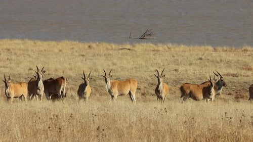 Alert Eland Antelopes In Natural Habitat