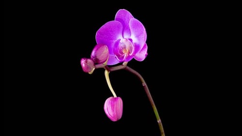 Blooming Purple Orchid Phalaenopsis Flower