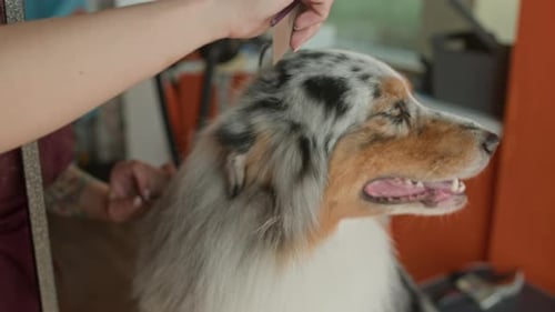 Specialist Brushing Multicolor Fur of Australian Shepherd in Grooming Salon
