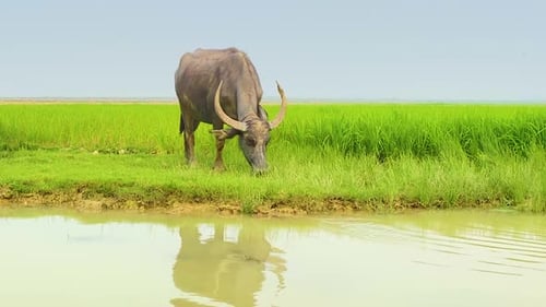 Water Buffalo Grazing by Pond in Grassy Field
