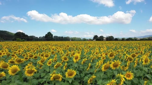 Aerial view of a sunflower field