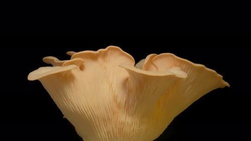Mushroom Growing in Time Lapse on Black Background