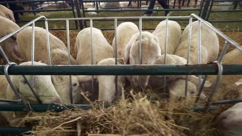 Many sheared white faced hungry sheep feeding from bay feeder