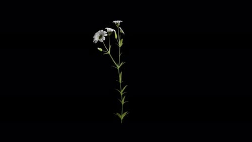 White Flowers Gently Swaying on Black Background Loop