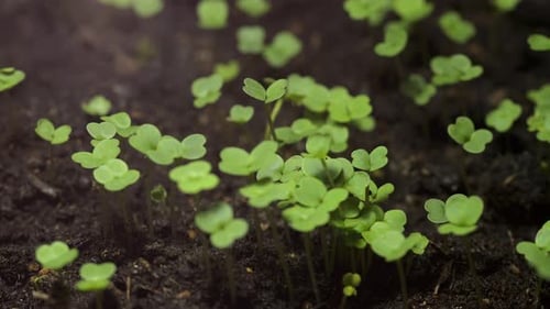Seedlings Sprouting and Growing in Soil, Time Lapse