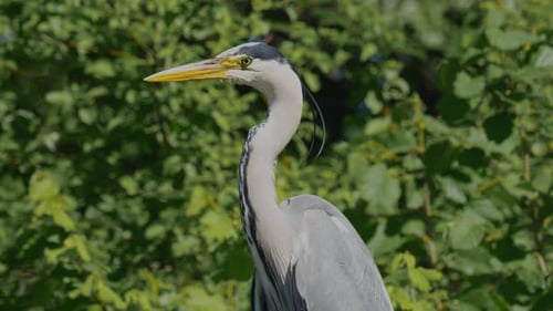 Grauer Reiher