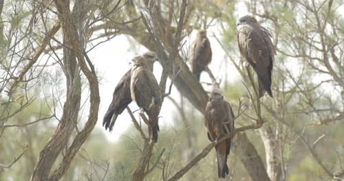 Majestic Brown Birds Perched on Tree Branches