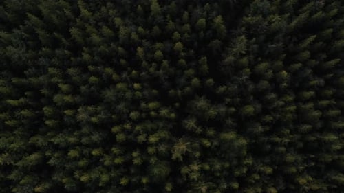Aerial Top View Of Pine Trees In Forest, Drone Footage.
